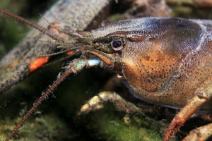 Today's dive-crayfish/macro/canon 60-2,8 usm/ by Veronika Matějková 